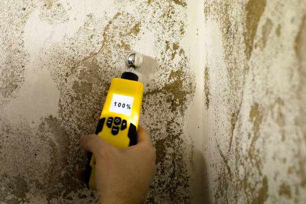 Best Home Mold Removal  in USA